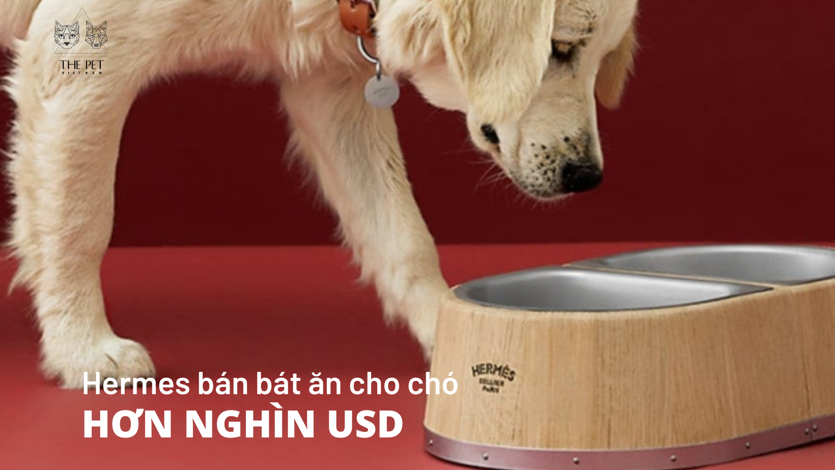 Pet Economy: Tại Sao Hermès Bán Bát Ăn 1.100 USD Dành Cho Thú Cưng?