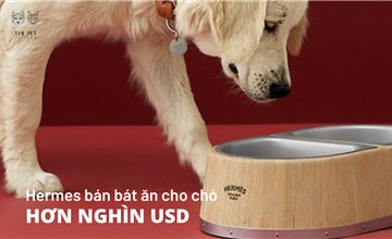Pet Economy: Tại Sao Hermès Bán Bát Ăn 1.100 USD Dành Cho Thú Cưng?